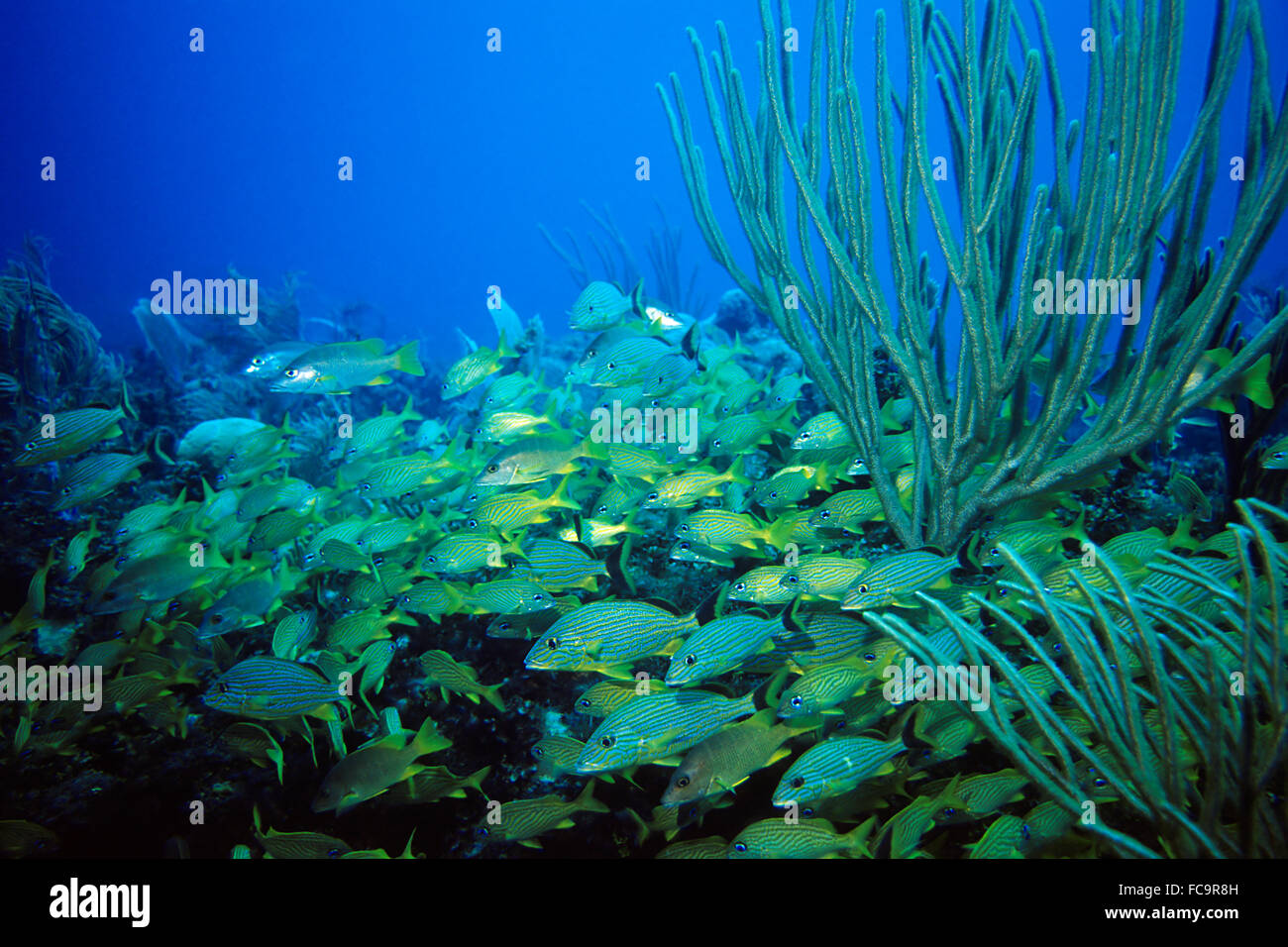 Französischer Grunzen und blau-gestreift-Grunzen Stockfoto