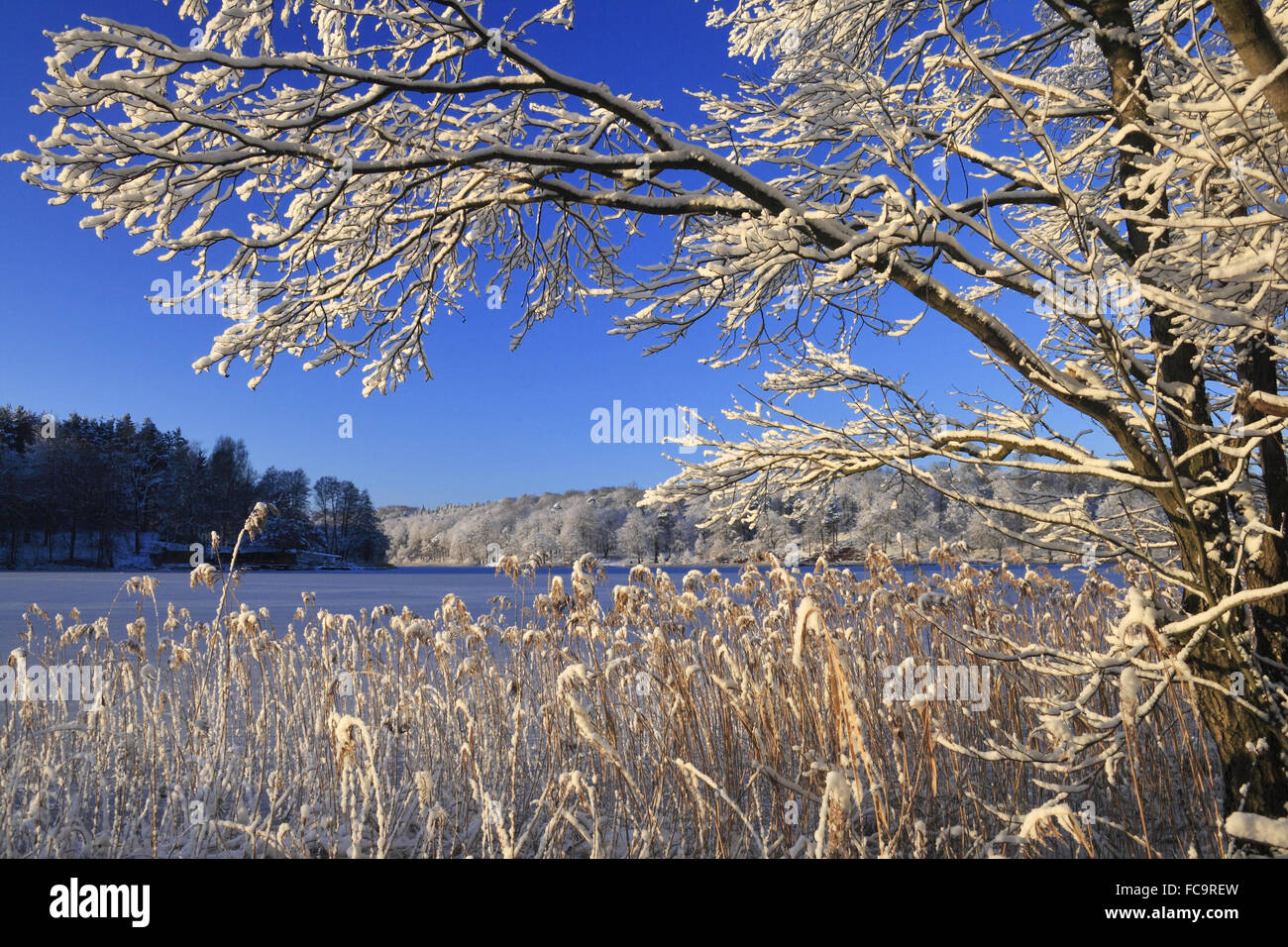 Winter am Liepnitzsee Stockfoto