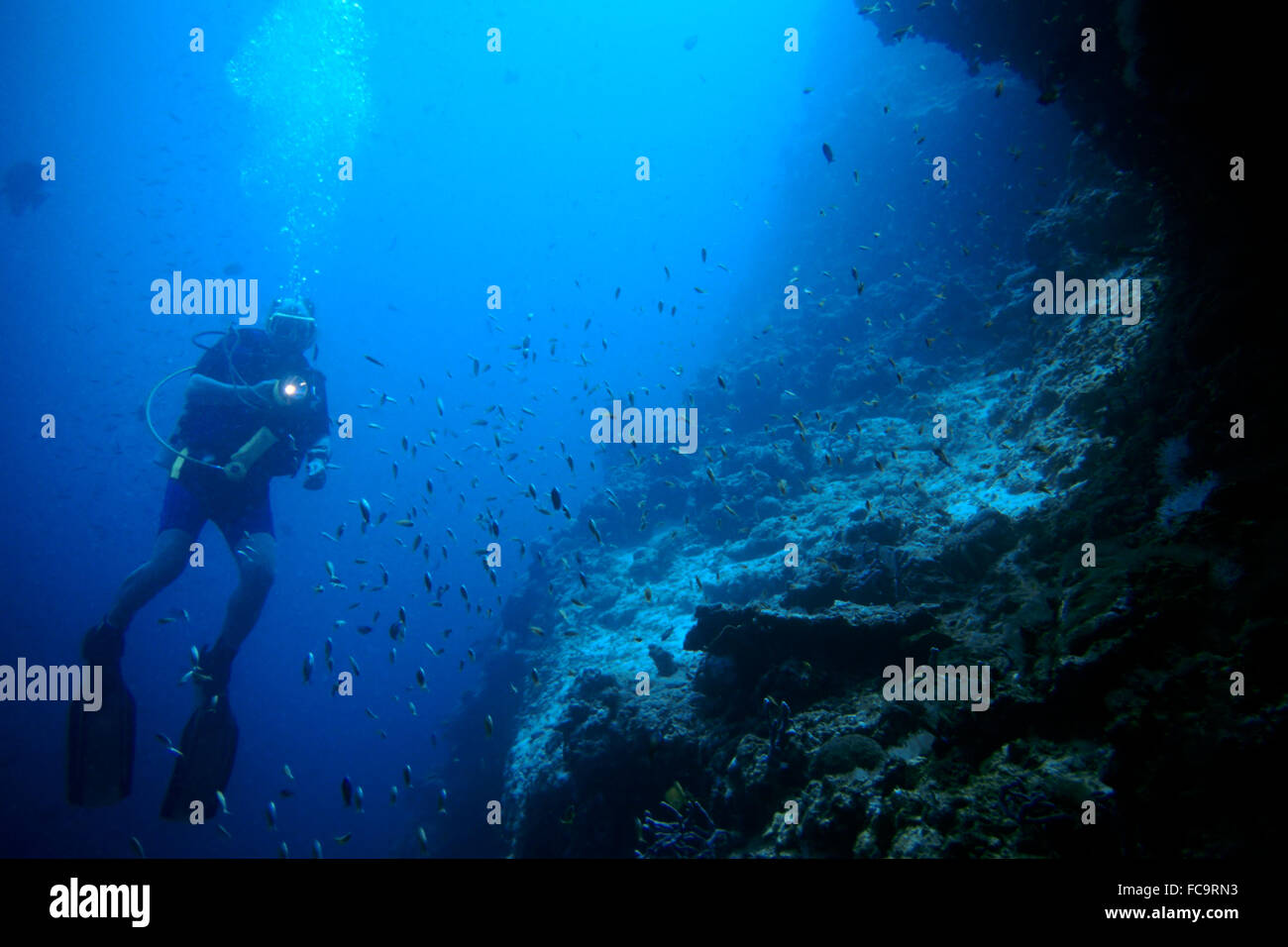 Reef Divers an der Kartoffel Stockfoto