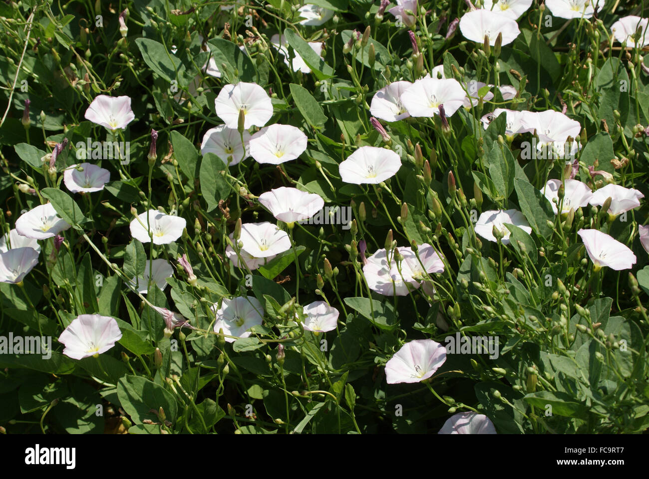 Hecke Ackerwinde Stockfoto