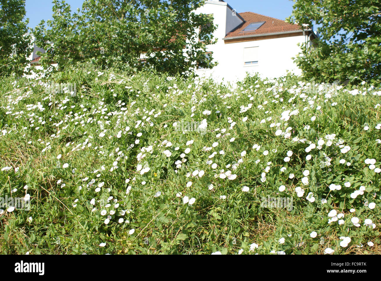 Hecke Ackerwinde Stockfoto