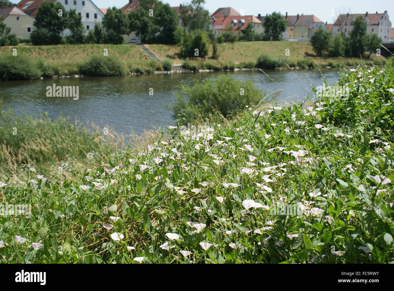 Hecke Ackerwinde Stockfoto