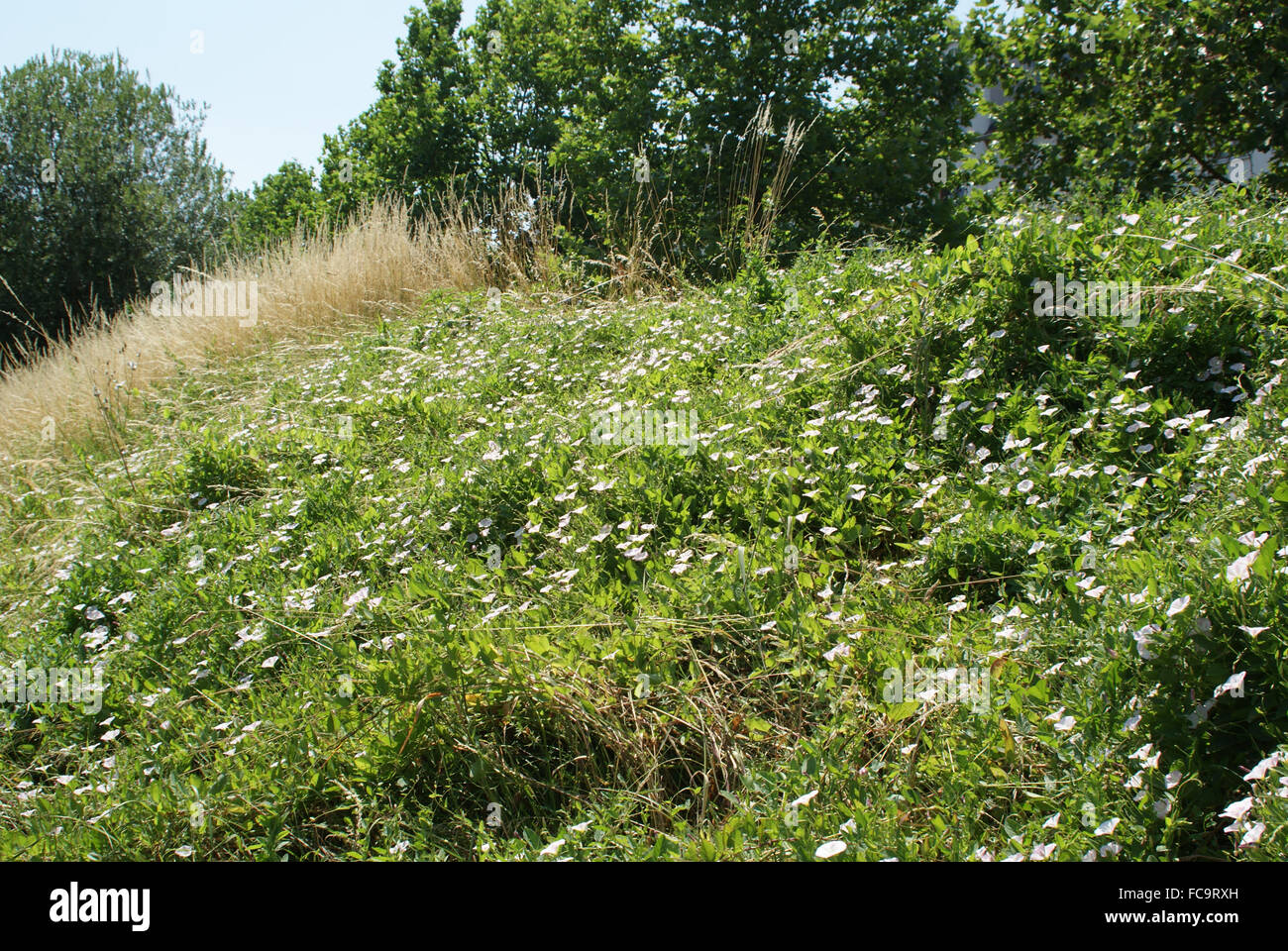 Hecke Ackerwinde Stockfoto