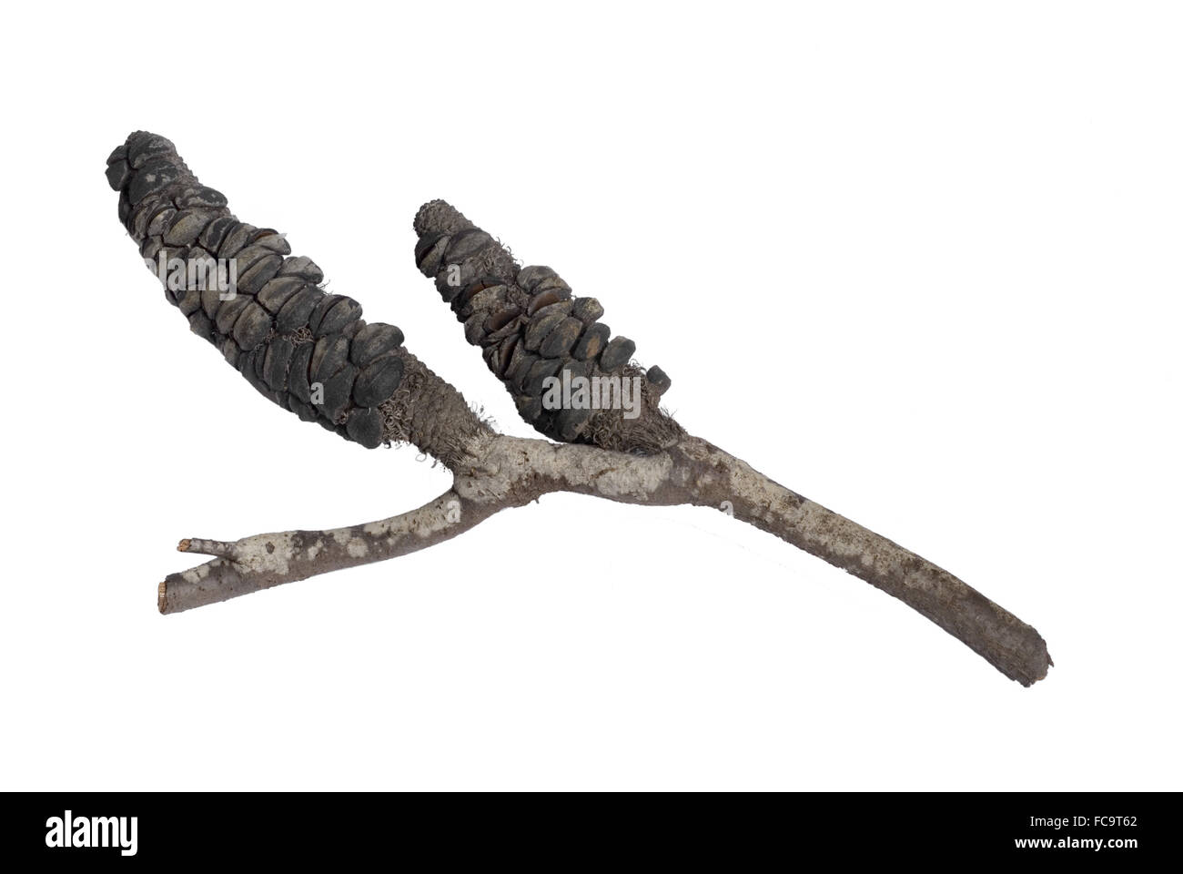 Banksia nach dem Brand Stockfoto