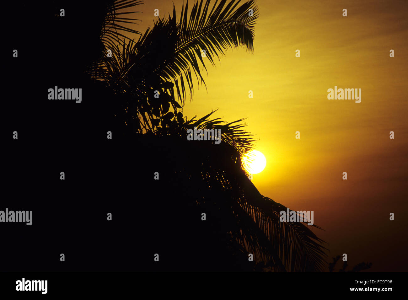 Palmblätter in den Sonnenuntergang Stockfoto