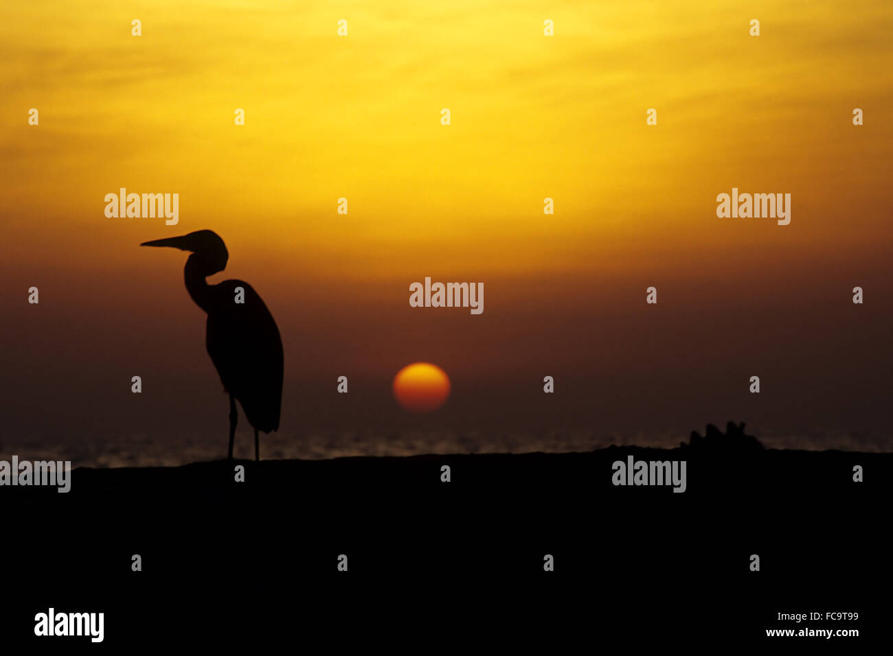 Heron bei Sonnenuntergang Stockfoto