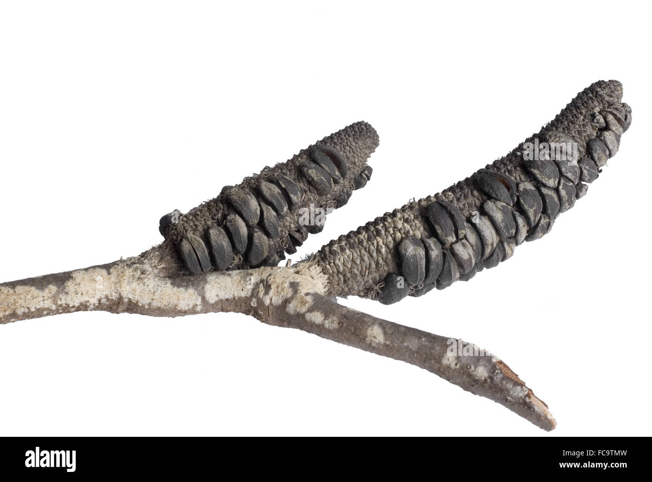 Banksia nach dem Brand Stockfoto