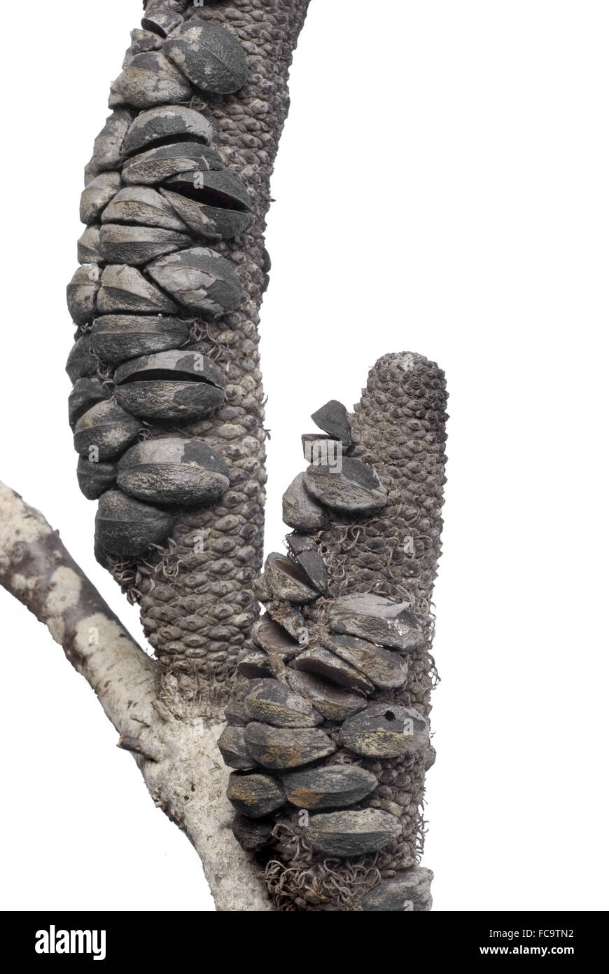 Banksia nach dem Brand Stockfoto