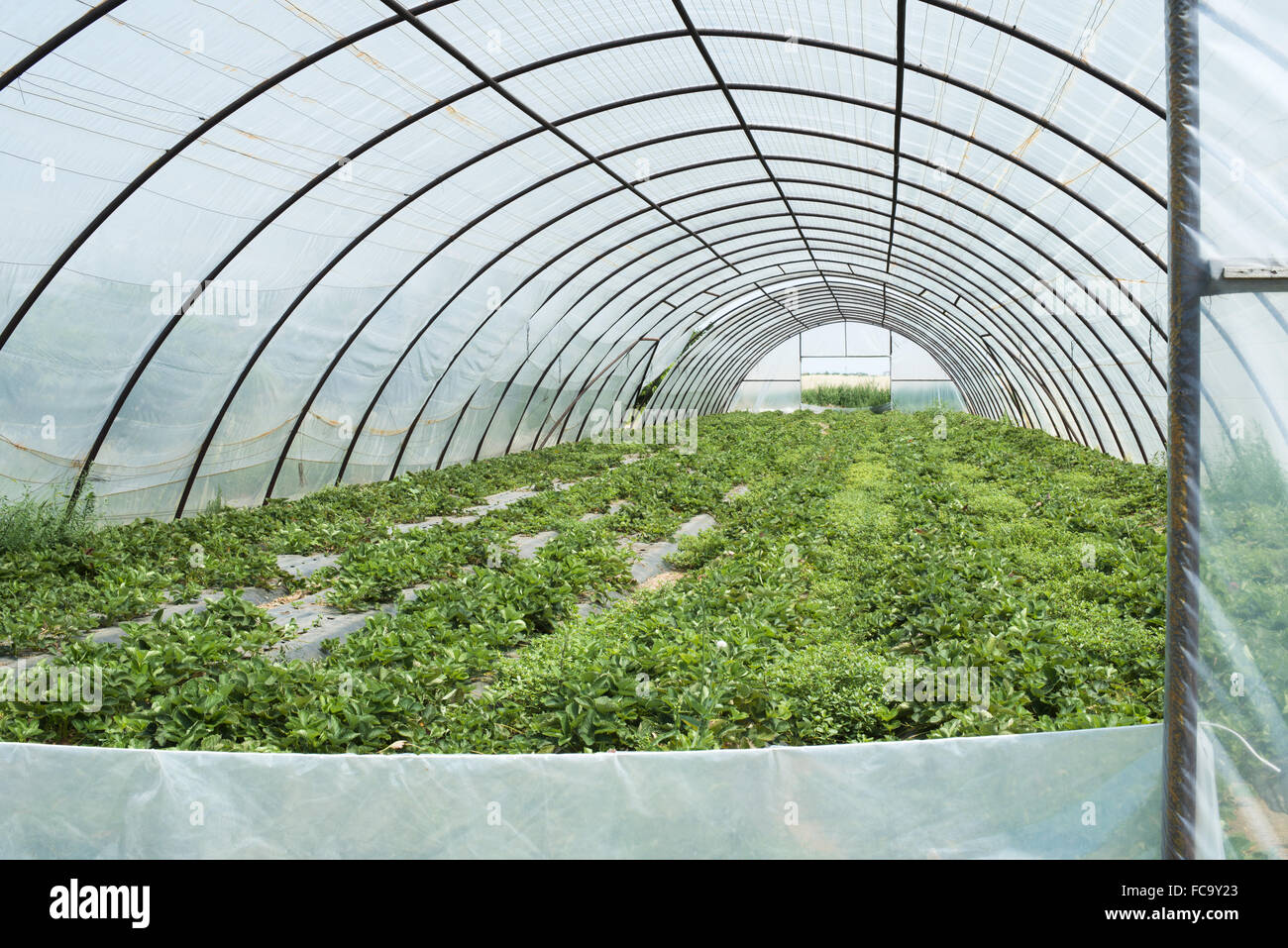 Gewächshaus Stockfoto