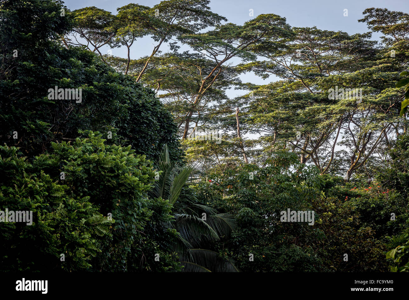 Tropische Regenwälder. Bukit Timah Naturschutzgebiet in Singapur. Stockfoto