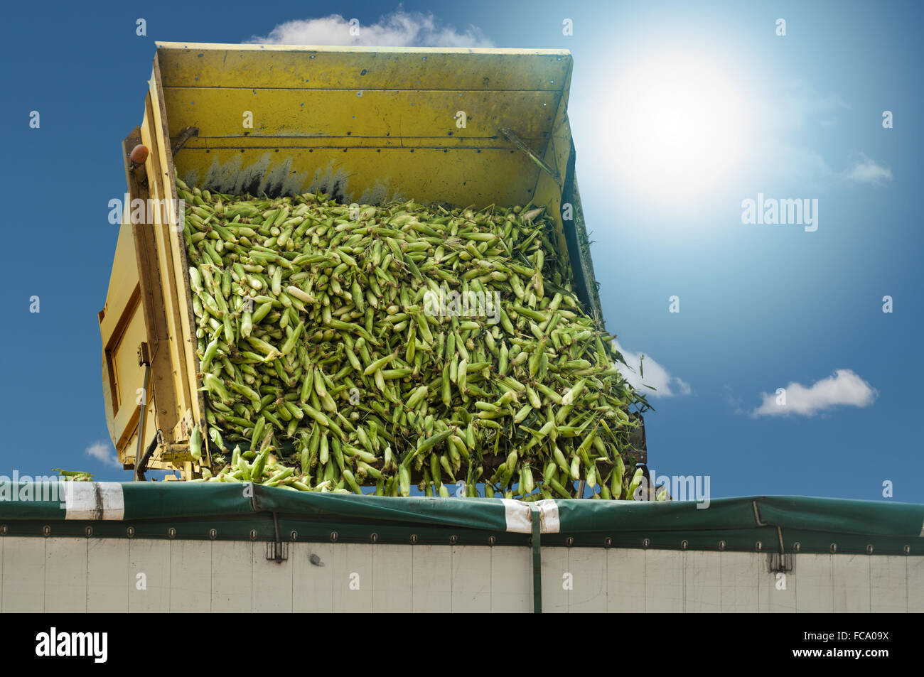Harvester entlädt geernteten Mais Stockfoto