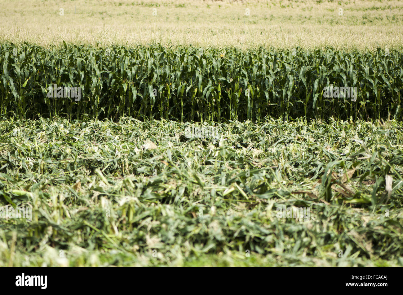 Geernteten Mais Plantage Stockfoto