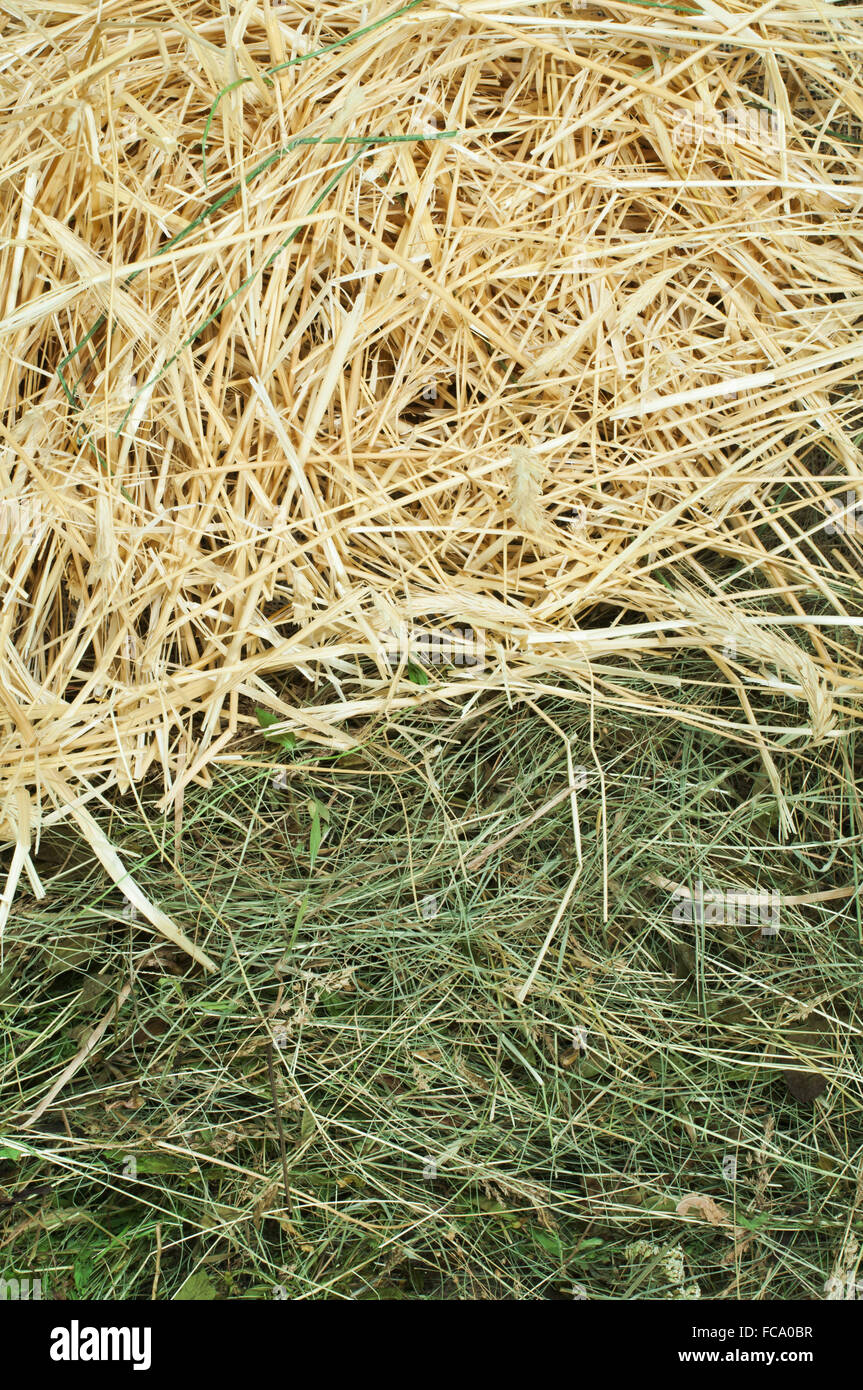 Stroh und Heu Nahaufnahme Hintergrund Stockfoto
