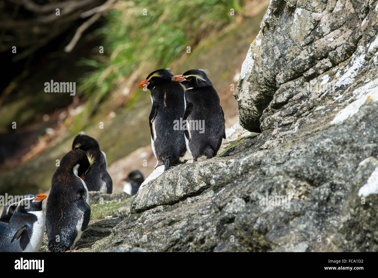 Neuseeland, Snares Inseln (The Snares) aka Tini Heke. Der seltene endemische Snares crested Pinguin (WILD: Eudyptes Robustus). Stockfoto