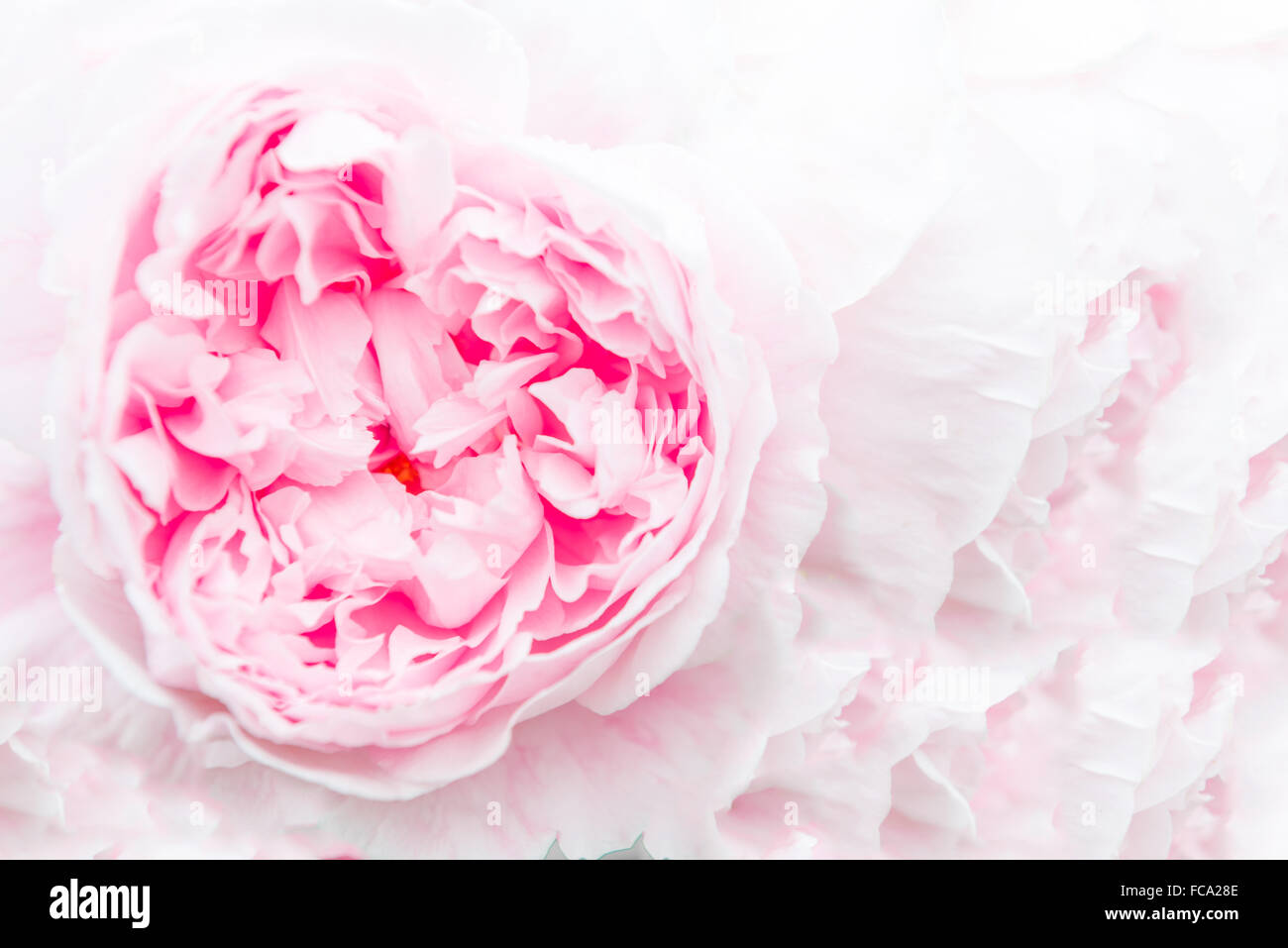 Nahaufnahme von einem schönen rosa Pfingstrose auf einem rosa Hintergrund Stockfoto