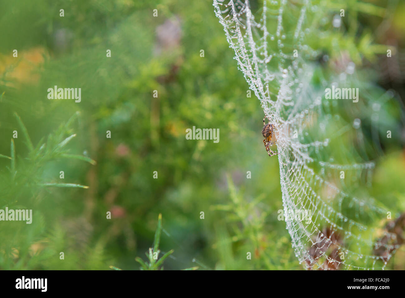 Spinne auf eine Website mit Tau fällt in den frühen Morgenstunden Stockfoto