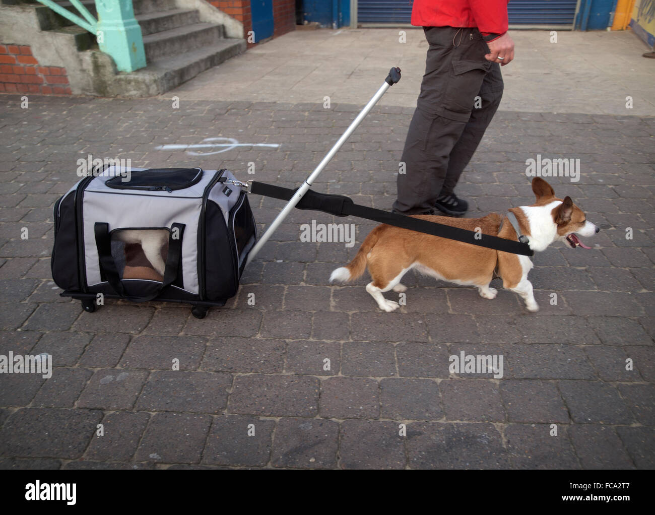 Ein Hund braucht einen Hund für einen Ausflug in Brighton Stockfoto