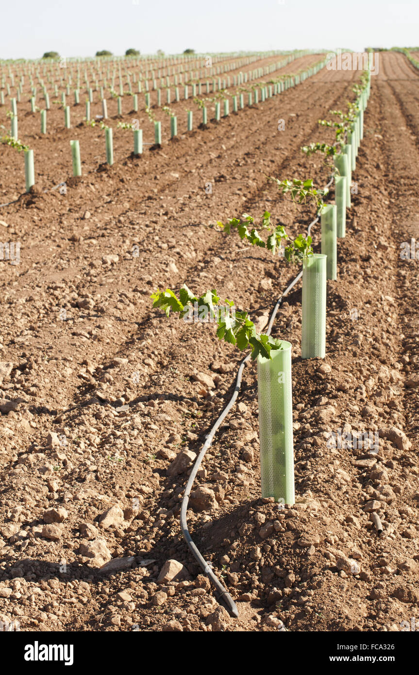 Neu gepflanzte Weinberge Stockfoto