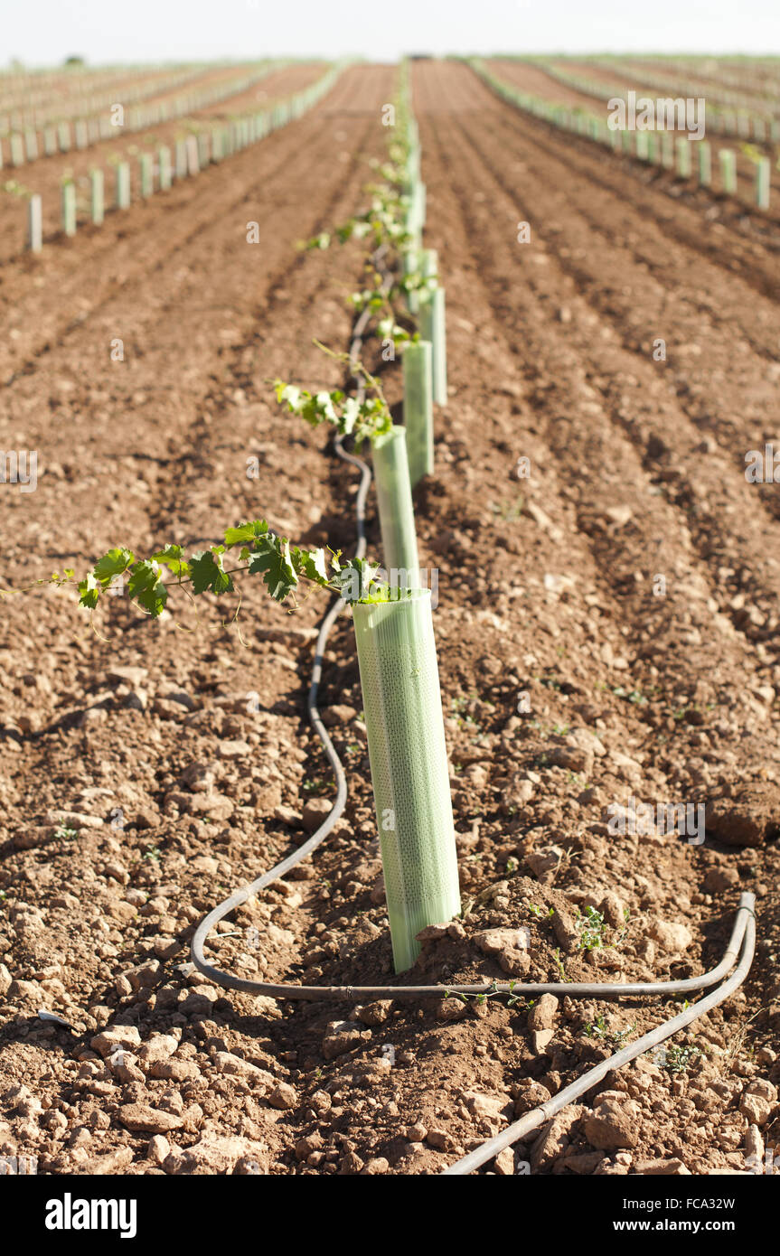 Neu gepflanzte Weinberge Stockfoto