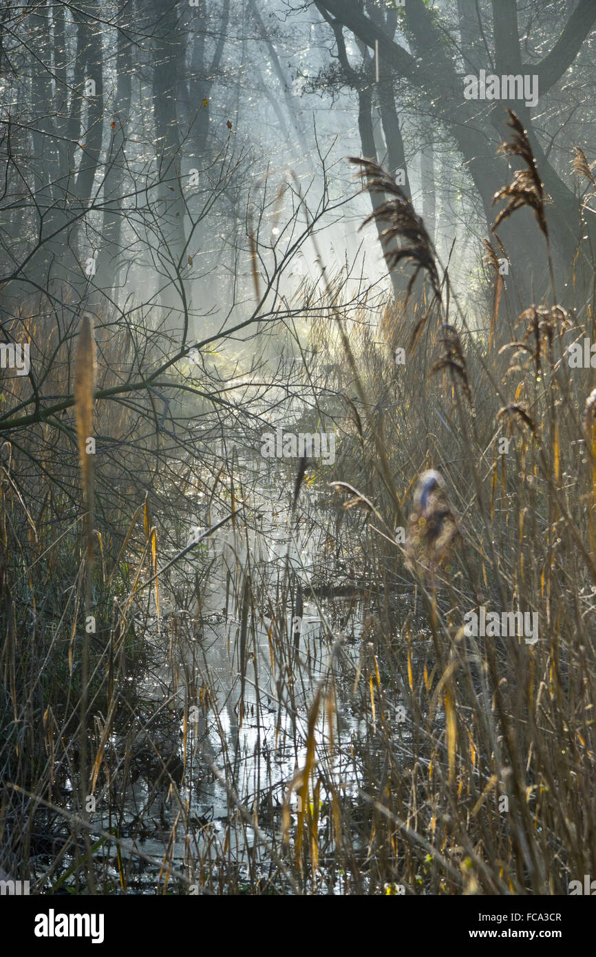 Holz Wald Carr winter Stockfoto