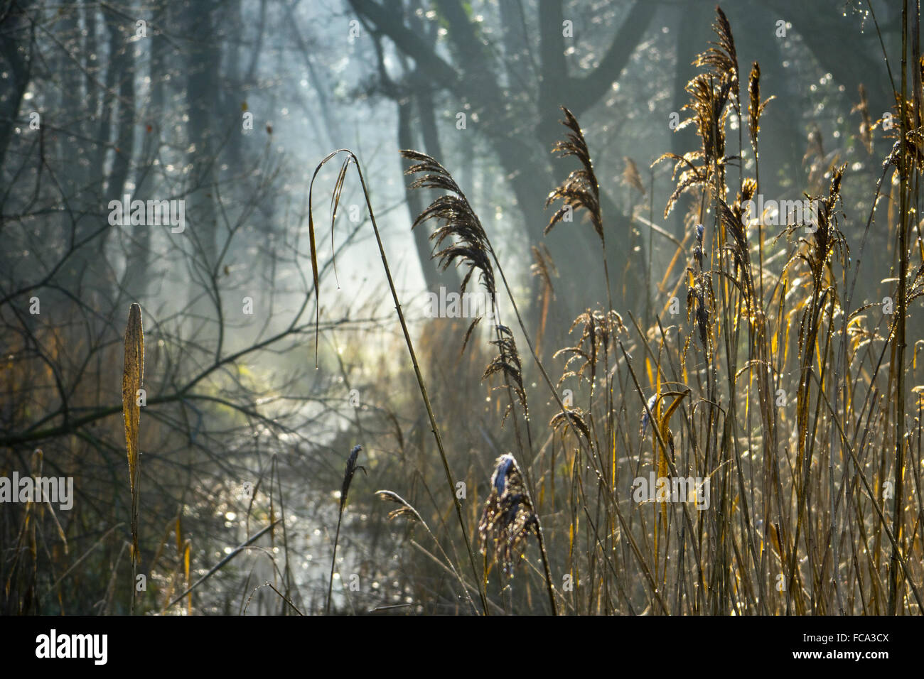 Holz Wald Carr winter Stockfoto