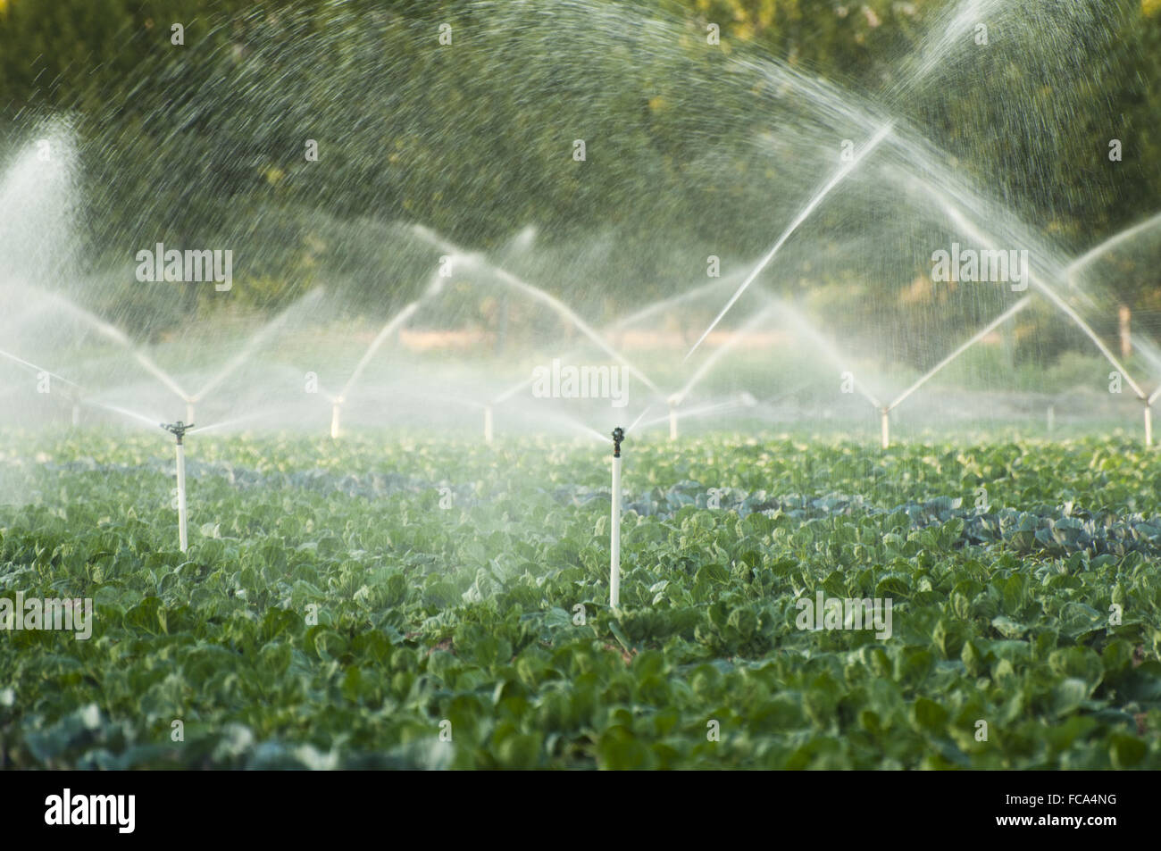 Bewässerung-Systeme in einem Gemüsegarten Stockfoto