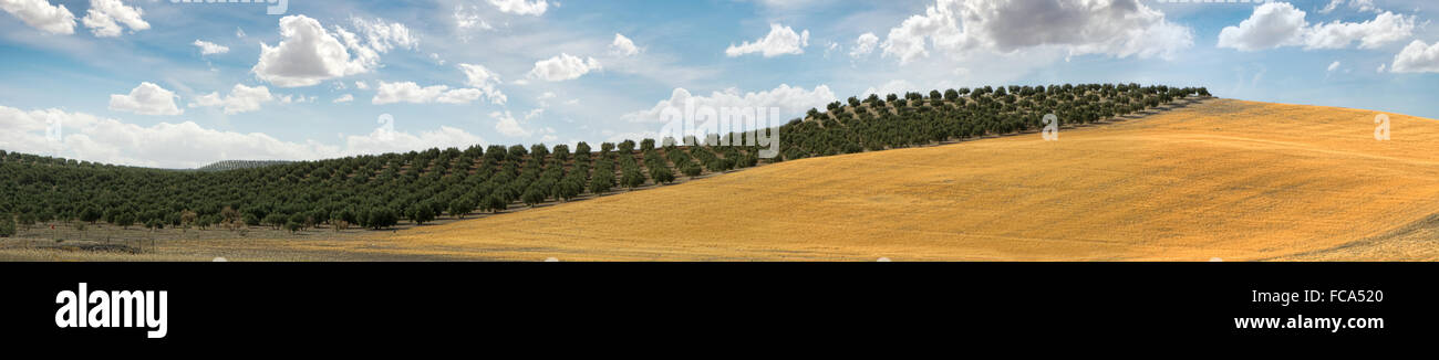 Panorama-Bild der Olivenbaum Plantage Stockfoto