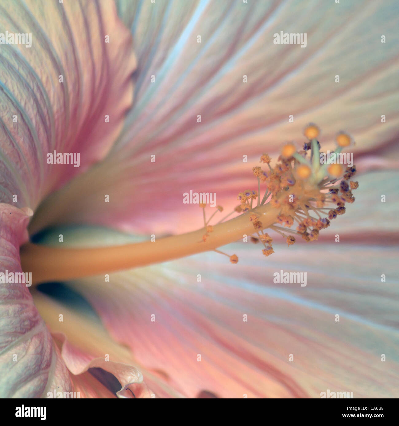 Pearly Hibiskusblüte Stockfoto