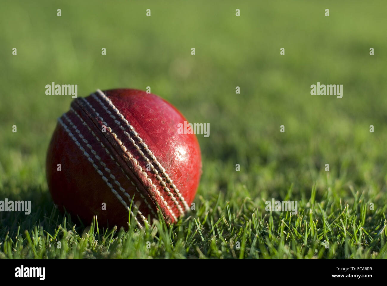 Roten Cricketball auf dem grünen Rasen Stockfoto