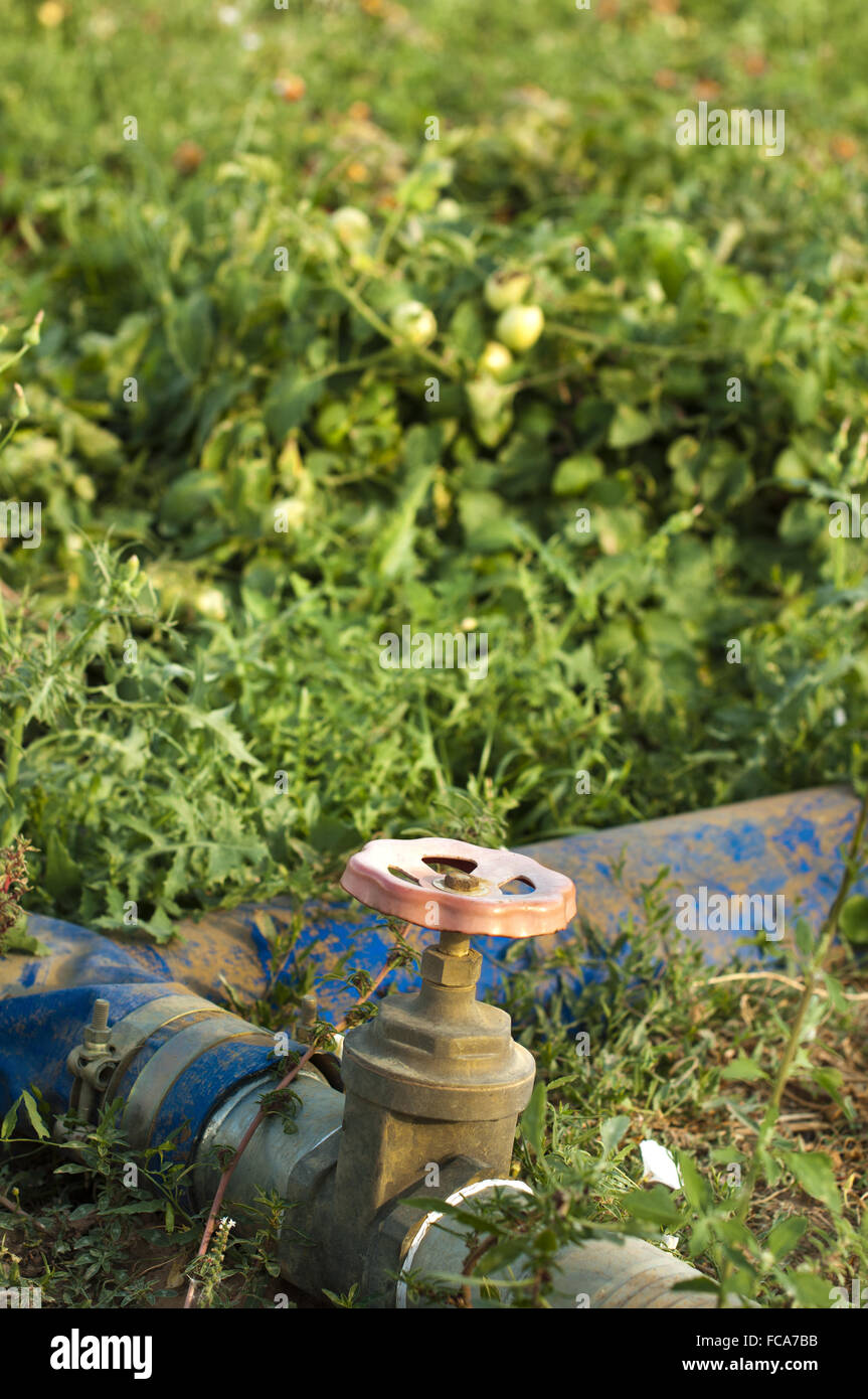 Bewässerungssystem in Tomaten-Plantage Stockfoto
