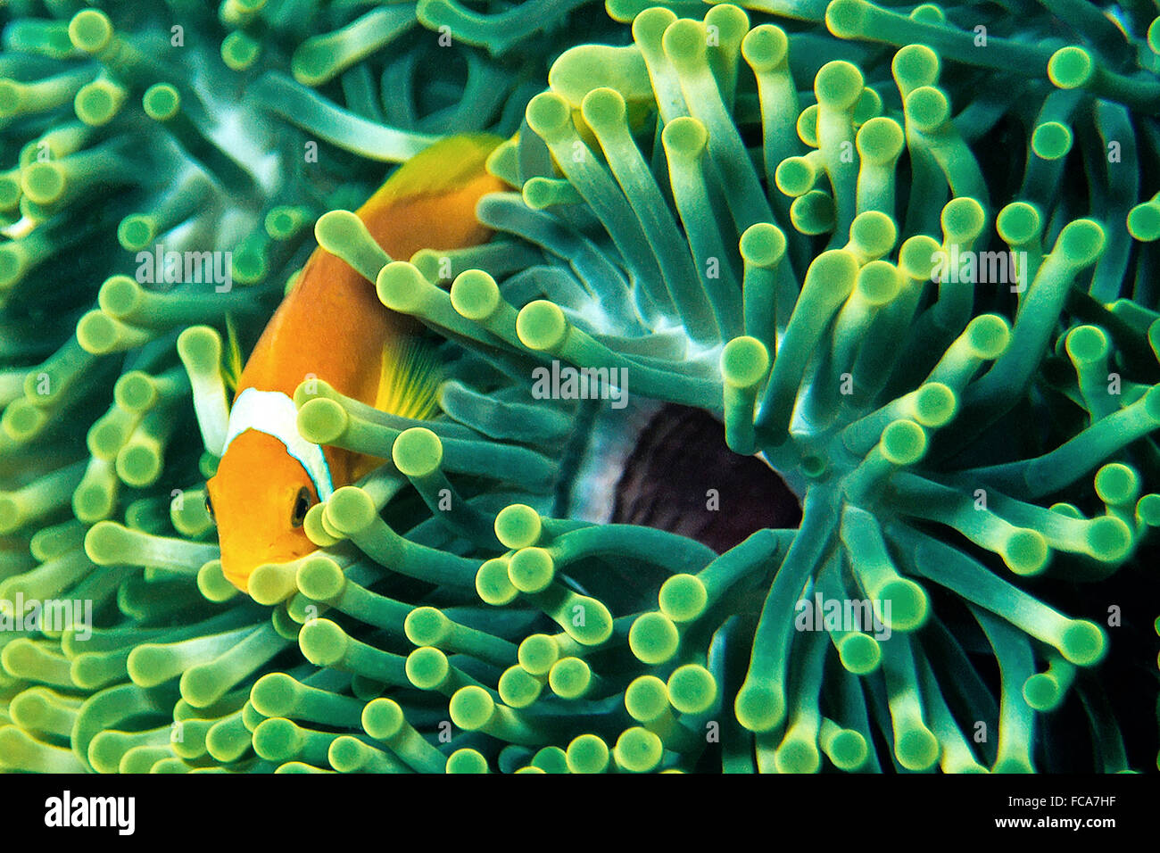 Anemonenfisch Stockfoto