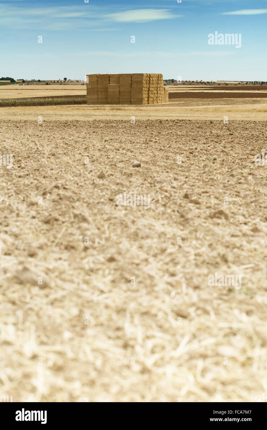 Strohballen in einem Weizenfeld Stockfoto