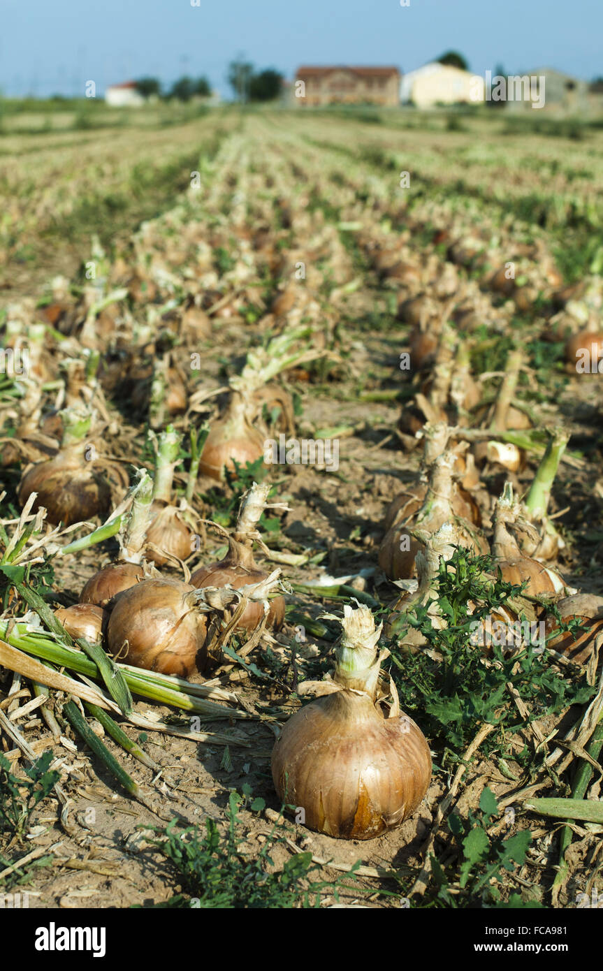 Zwiebeln-Plantage Stockfoto