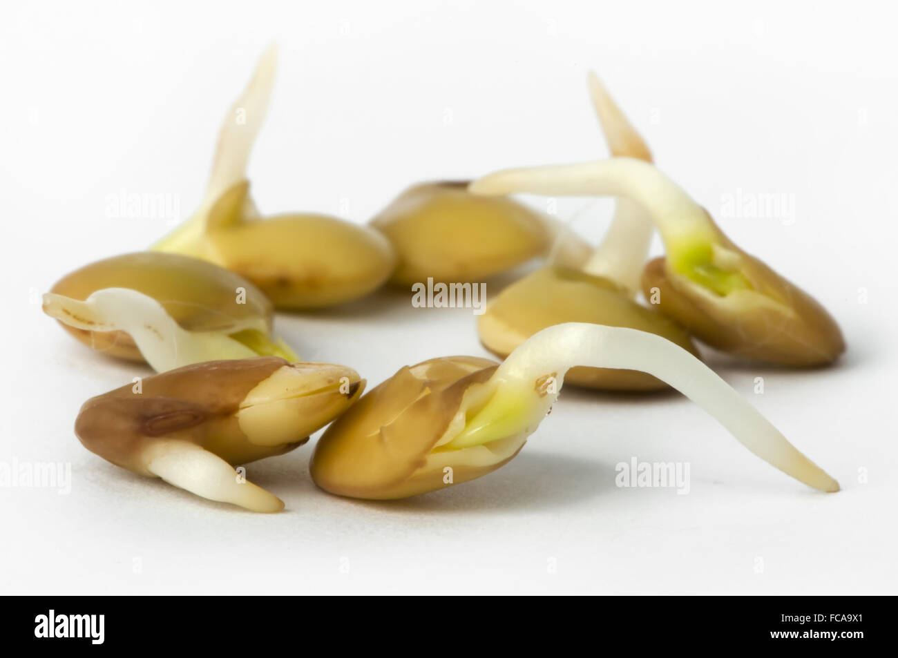 Gekeimten Bohnen und Objektiv hautnah Stockfoto