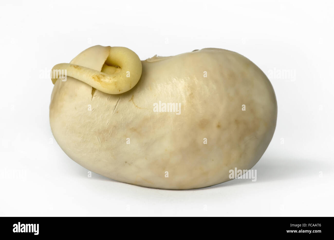 Gekeimte Bohnen hautnah Stockfoto