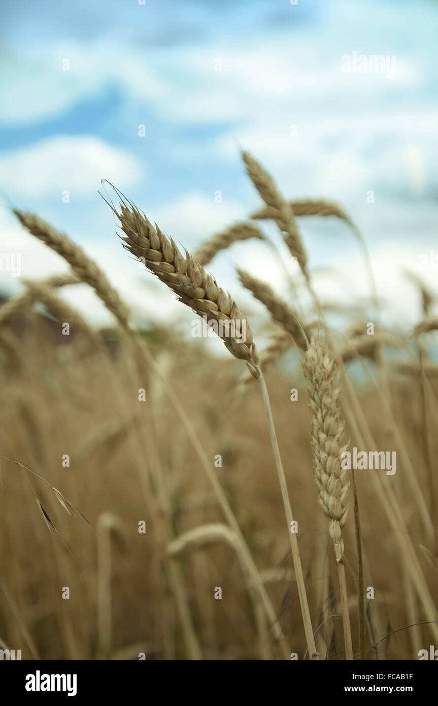 Klassen von Reifen Weizenkörner Stockfoto