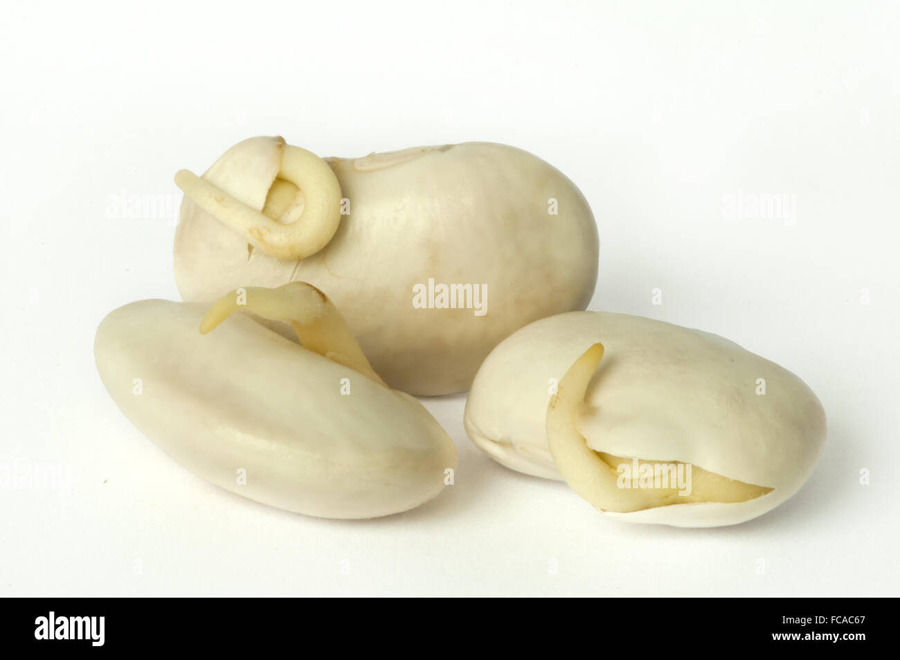 Gekeimte Bohnen hautnah Stockfoto