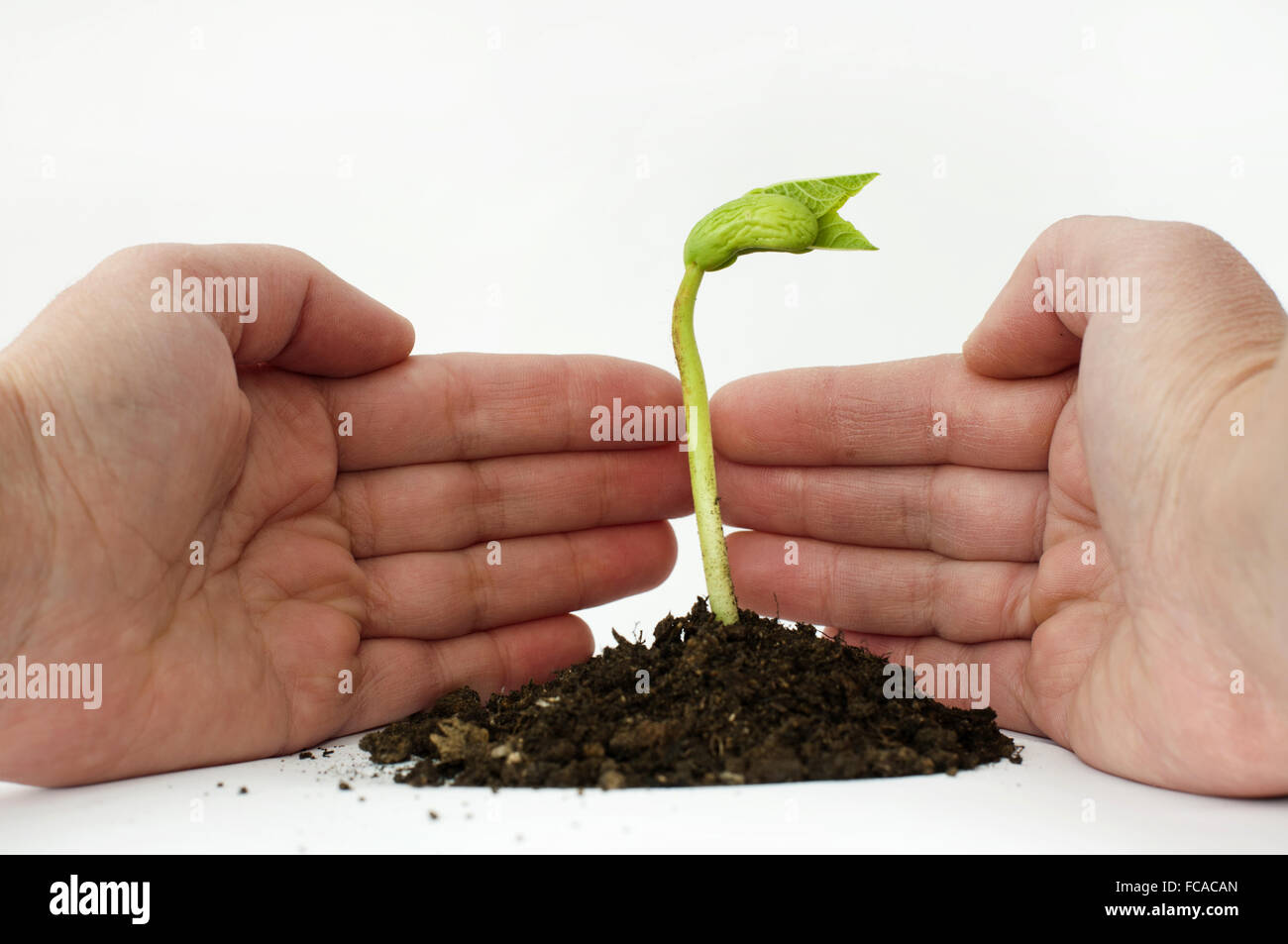 Keimende Bohne Stockfoto