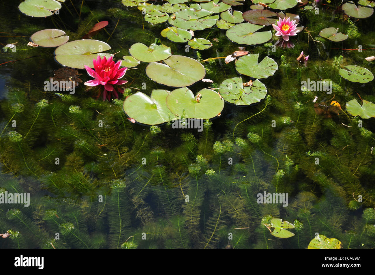 Papageien feder Fotos und Bildmaterial in hoher Auflösung Alamy