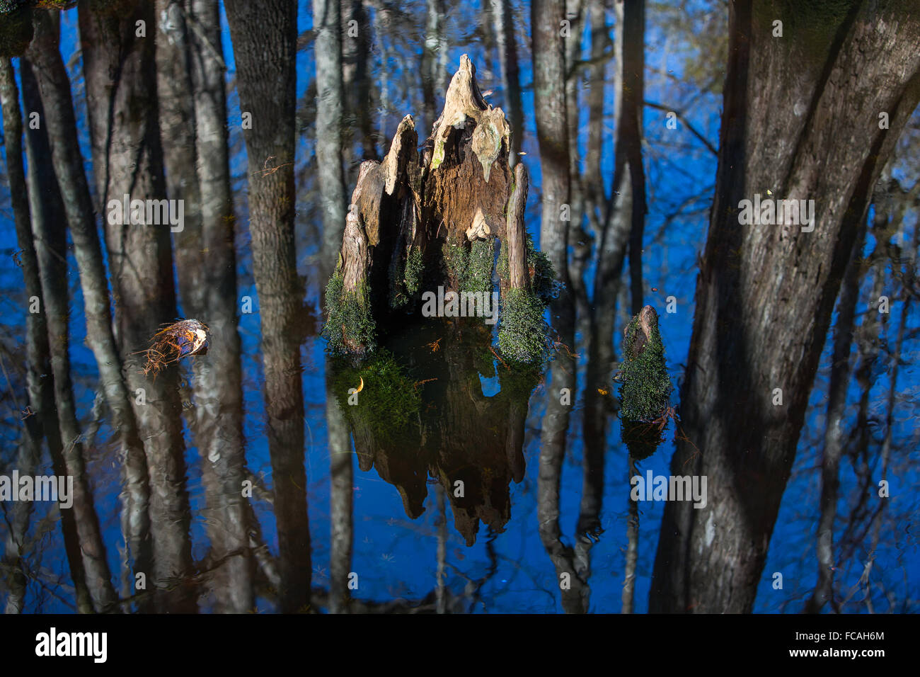 Ein Cypress Knie aus den vier Löcher Sumpf bei Francis Beidler Forest. Stockfoto