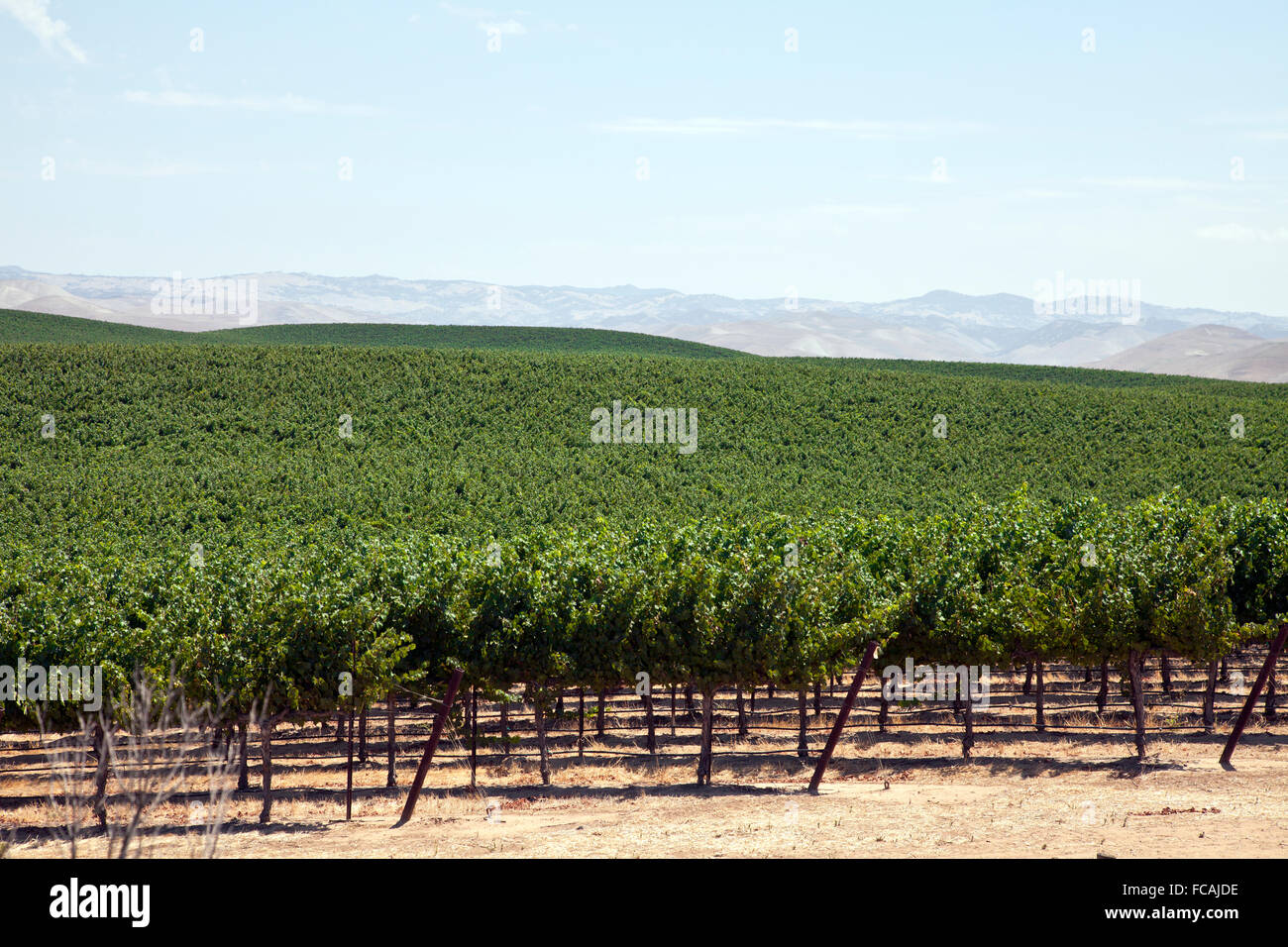 Weinberge entlang der US 101 in Zentral-Kalifornien, zwischen Paso Robles und Salinas. Stockfoto