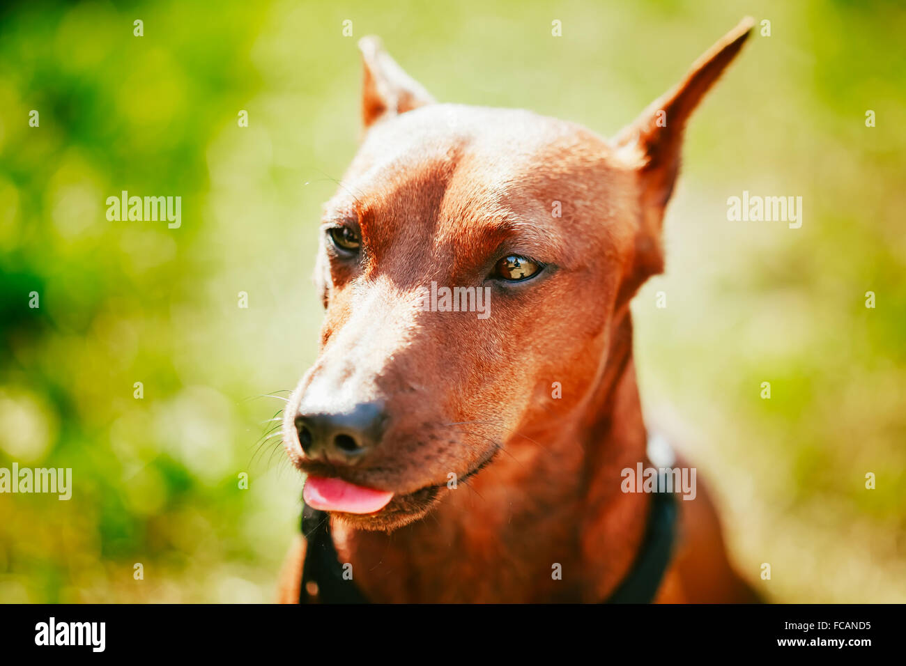 Red Dog Miniature Pinscher oder Zwergpinscher, Min Pin Kopf über grünen Rasen Hintergrund hautnah Stockfoto