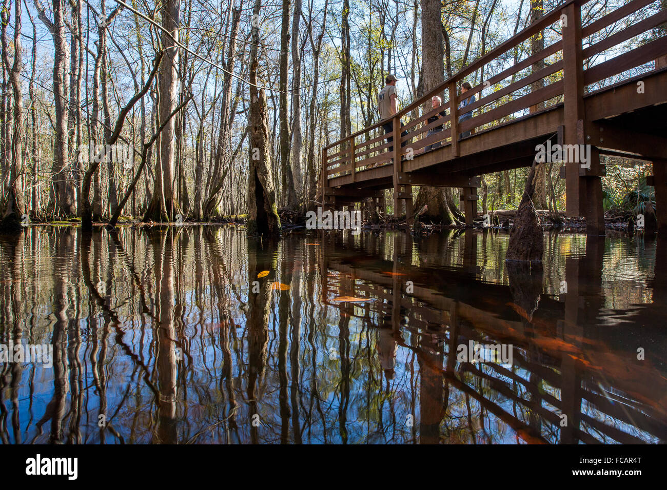 Wasserstand auf der Promenade am Francis Beidler Wald, auch bekannt als vier Löcher Sumpf in der Nähe von Charleston, South Carolina. Stockfoto