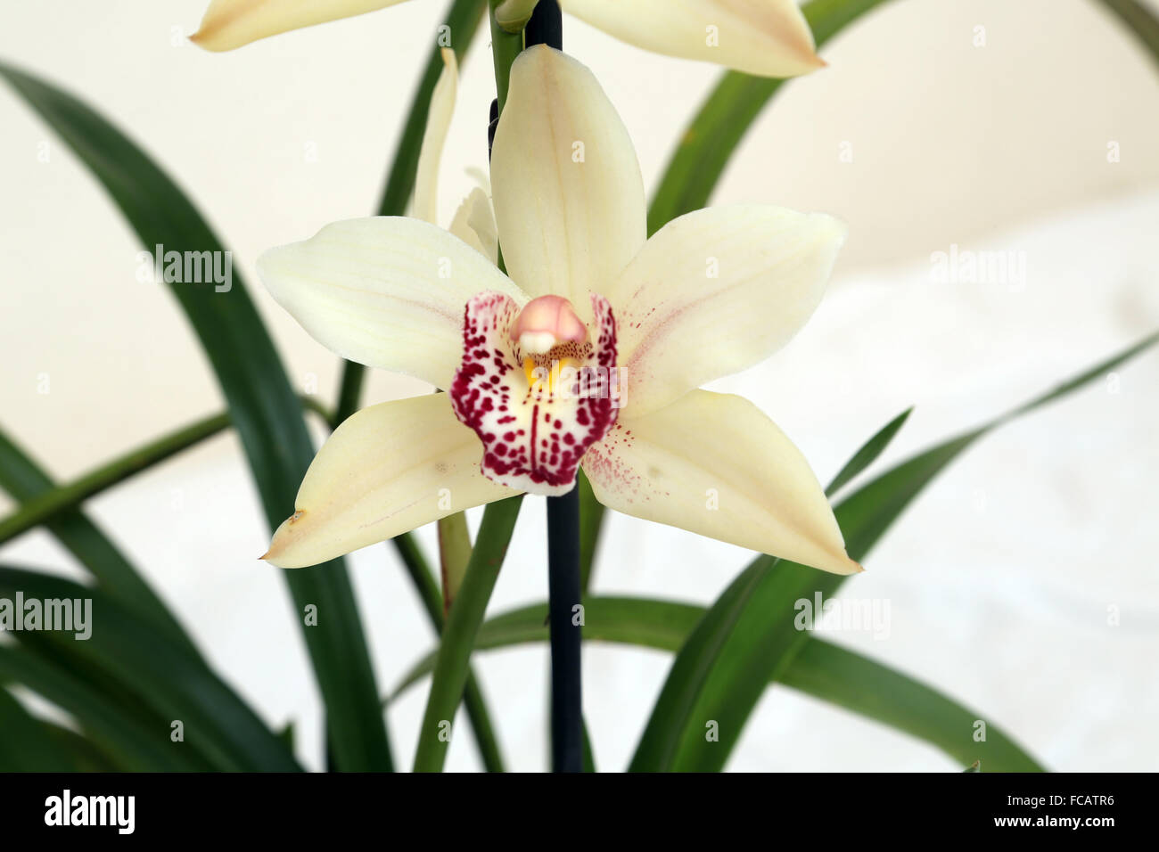 Wei-rosa Orchidee Cymbidium Stockfotografie - Alamy