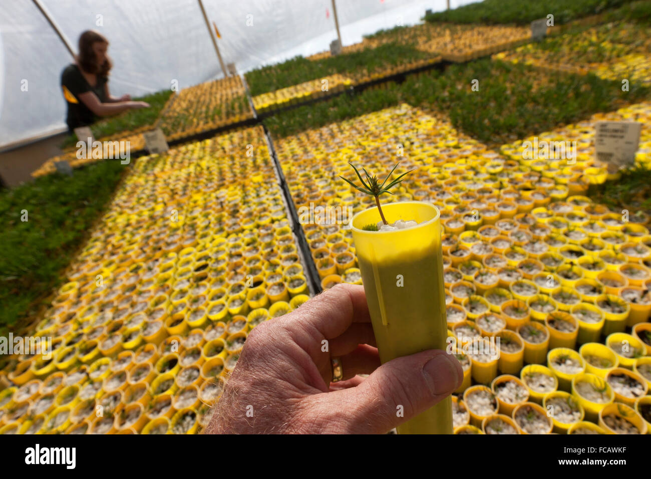Weiße Rindenkiefer-Setzlinge in der Forest Service-Baumschule in Coeur d' Alene. Idaho. Stockfoto