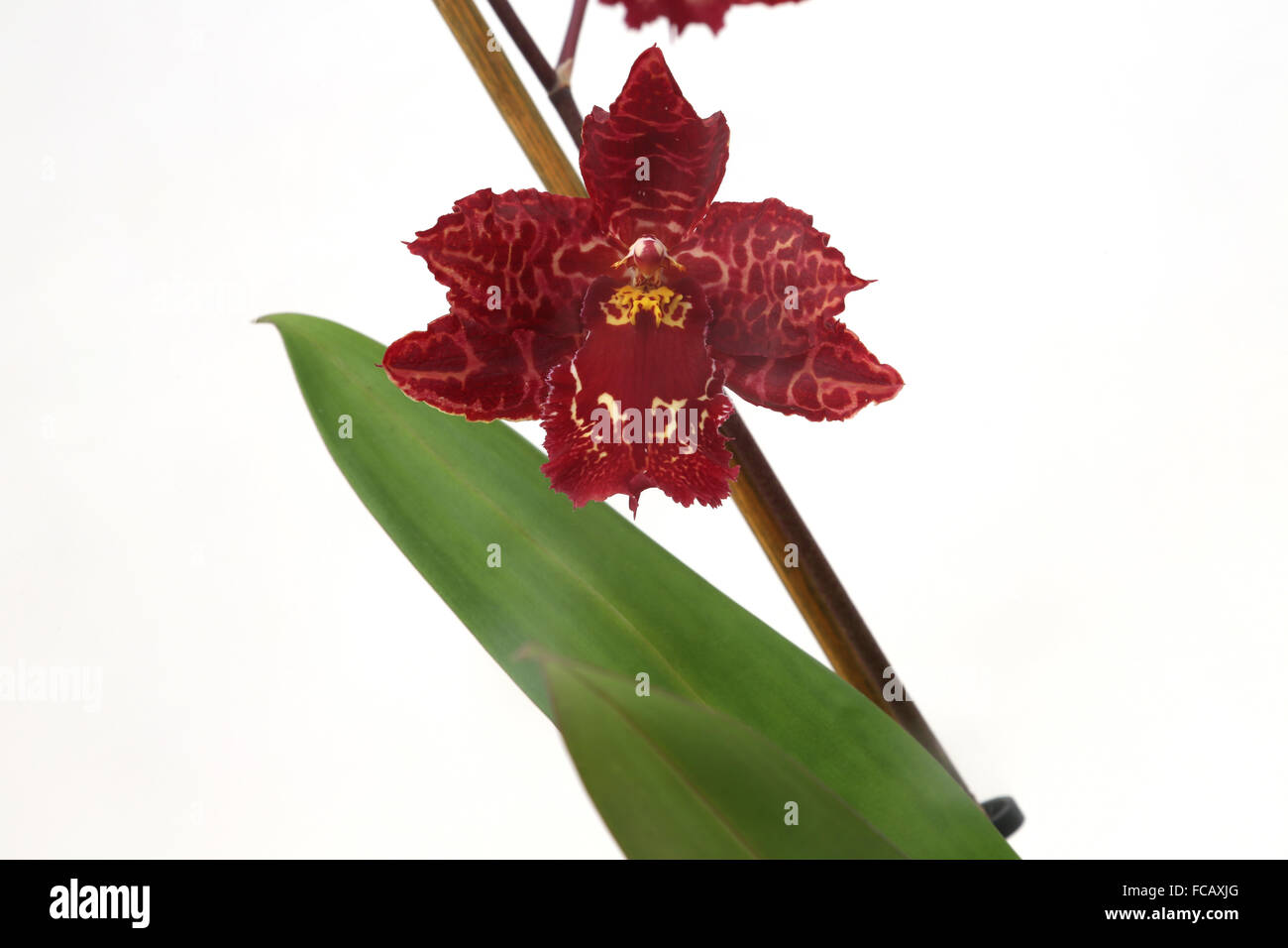 Ontoglossum Stirbic Red Orchid Stockfoto