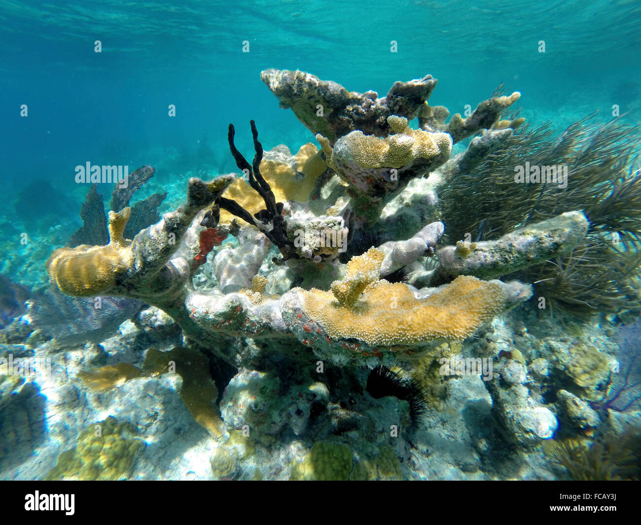 Korallenriffe in der Karibik Stockfoto