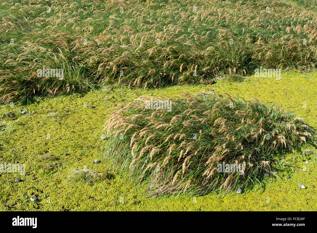 Neuseeland, Auckland-Inseln, unbewohnte Inselgruppe im Südpazifik, Enderby Insel. Tussac Grass (Poa Litorosa). Stockfoto