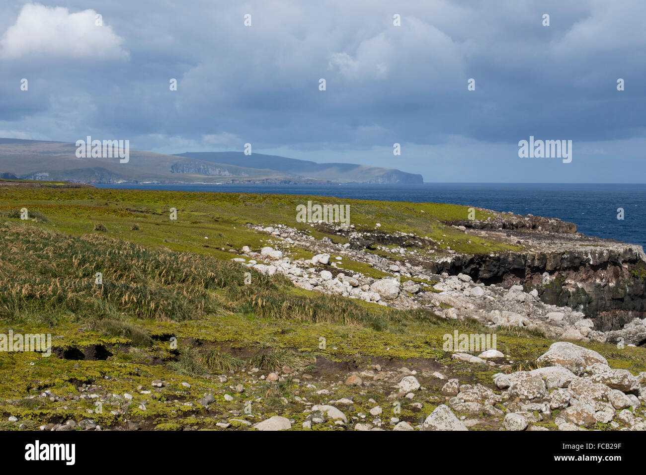 Neuseeland, Auckland-Inseln. Süd-Pazifik Küste Blick auf Enderby Insel. Tussac Grass (Poa Litorosa) aka Tussak. Stockfoto