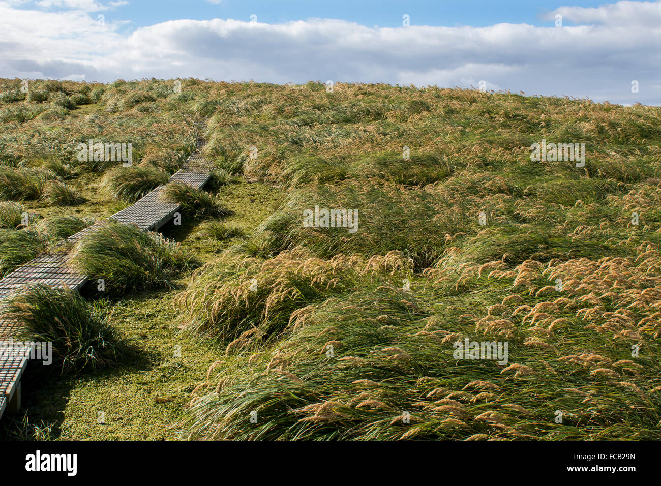 Neuseeland, Auckland-Inseln, unbewohnte Inselgruppe im Südpazifik, Enderby Insel. Tussac Grass (Poa Litorosa). Stockfoto